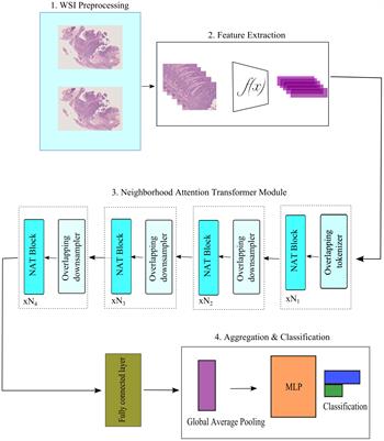 Neighborhood attention transformer multiple instance learning for whole slide image classification